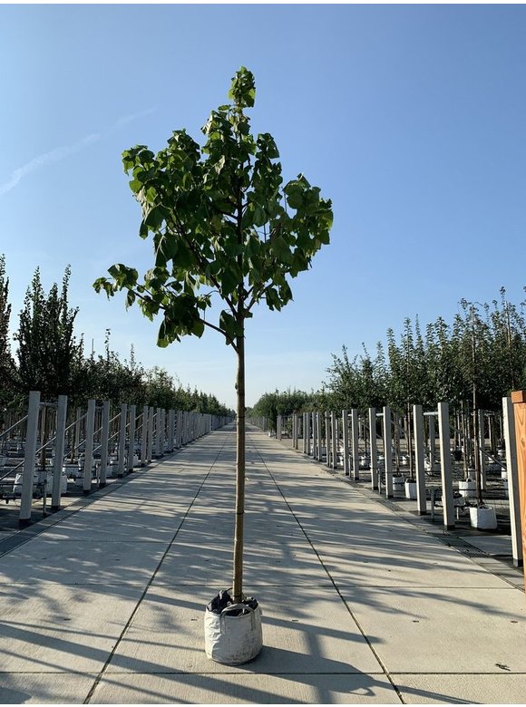 Trompetenbaum | Catalpa bignonioides Trompetenbaum | Catalpa bignonioides