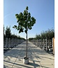 Trompetenbaum | Catalpa bignonioides Trompetenbaum | Catalpa bignonioides