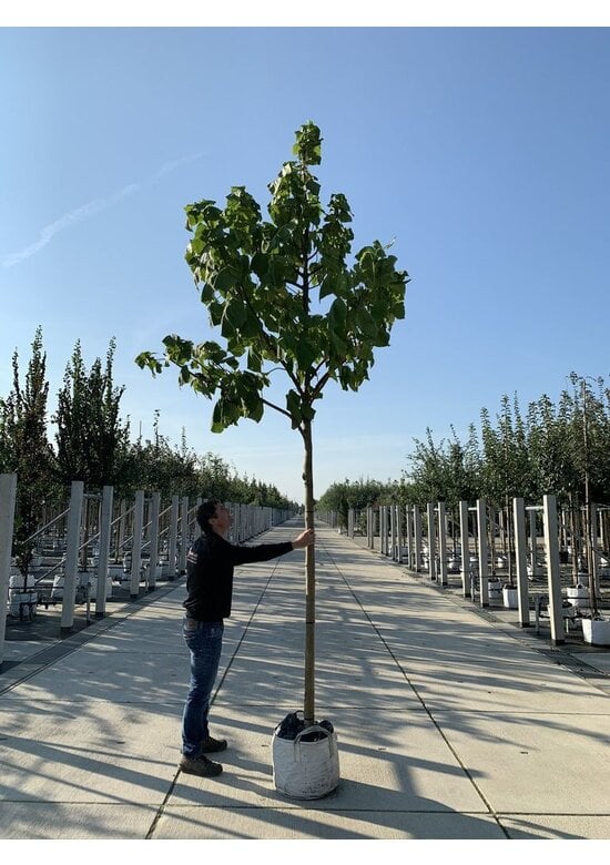 Trompetenbaum | Catalpa bignonioides