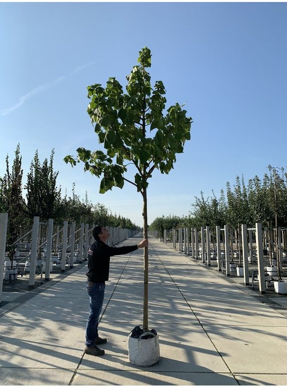 Trompetenbaum | Catalpa bignonioides Trompetenbaum | Catalpa bignonioides