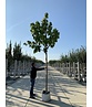 Trompetenbaum | Catalpa bignonioides Trompetenbaum | Catalpa bignonioides