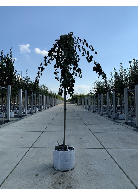 Hängender Katsurabaum 'Pendulum' | Cercidiphyllum japonicum 'Pendulum'