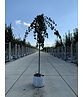 Hängender Katsurabaum 'Pendulum' | Cercidiphyllum japonicum 'Pendulum'