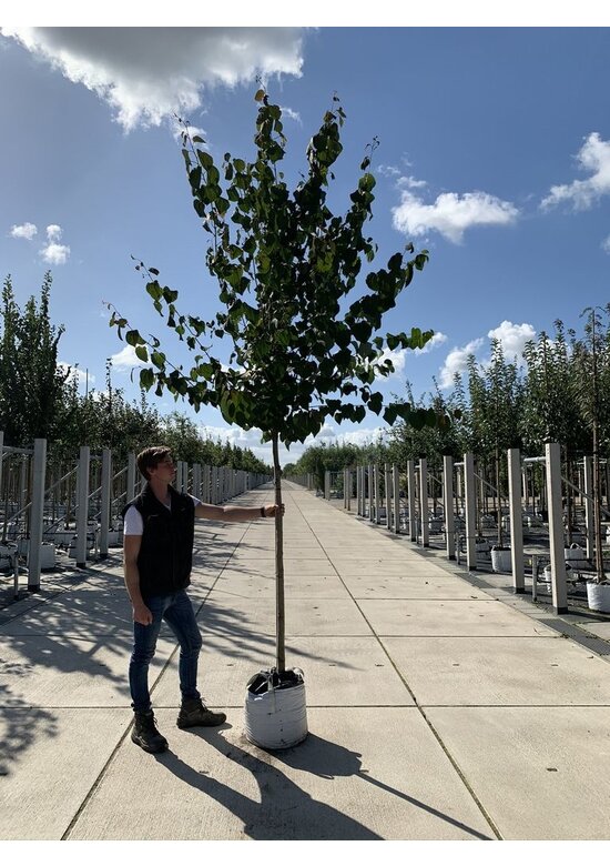 Lebkuchenbaum | Cercidiphyllum japonicum Lebkuchenbaum | Cercidiphyllum japonicum