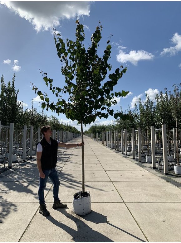 Lebkuchenbaum - Judasblattbaum - Katsurabaum | Cercidiphyllum japonicum Lebkuchenbaum - Judasblattbaum - Katsurabaum | Cercidiphyllum japonicum