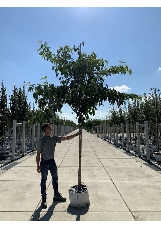 Hoher Etagen-Hartriegel - Pagoden-Hartriegel | Cornus controversa