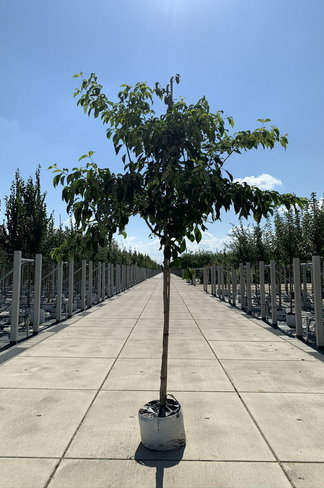 Hoher Etagen-Hartriegel - Pagoden-Hartriegel | Cornus controversa Hoher Etagen-Hartriegel - Pagoden-Hartriegel | Cornus controversa