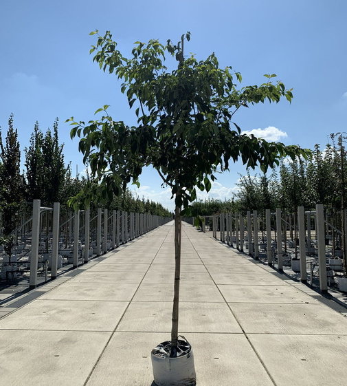 blumenhartriegel kaufen mehr wie 160 jahre topqualitat venovi