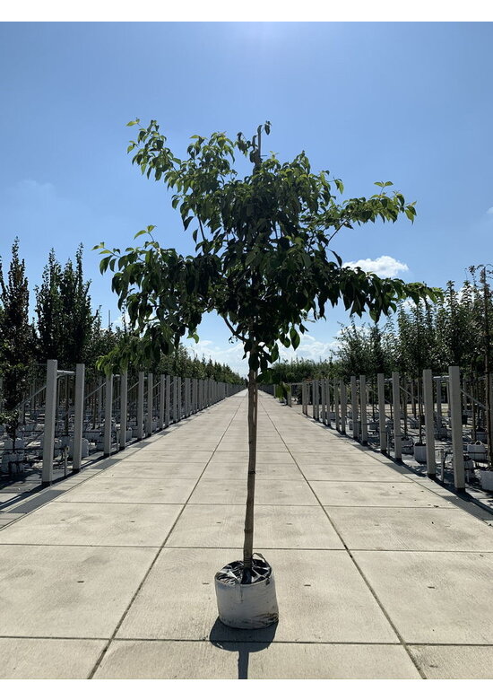 Hoher Etagen-Hartriegel - Pagoden-Hartriegel | Cornus controversa