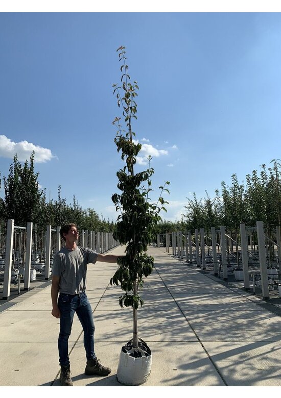 Blumen-Hartriegel 'Stellar Pink' | Cornus kousa 'Stellar Pink'