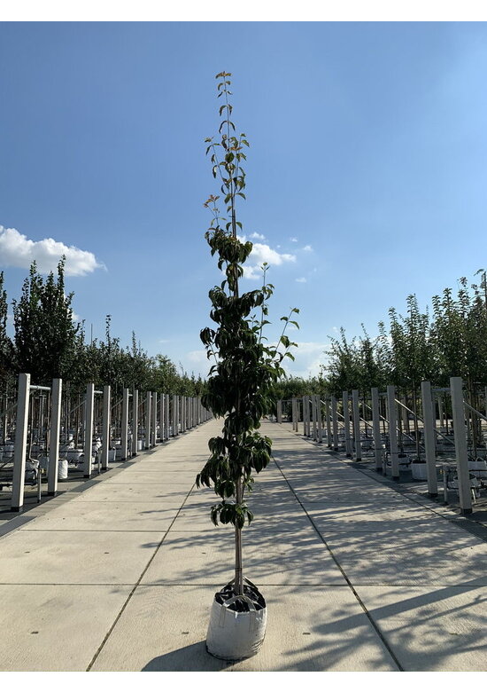 Blumen-Hartriegel 'Stellar Pink' | Cornus kousa 'Stellar Pink'