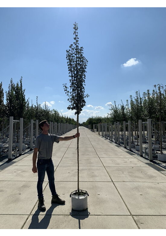 Säulen-Weißdorn 'Stricta' | Crataegus monogyna 'Stricta'