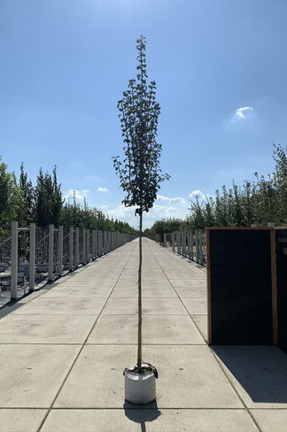 Säulen-Weißdorn 'Stricta' | Crataegus monogyna 'Stricta'