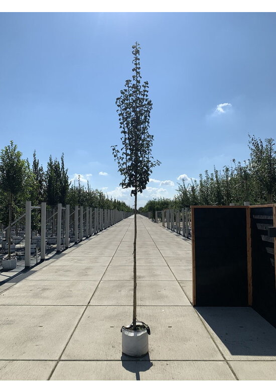 Säulen-Weißdorn 'Stricta' | Crataegus monogyna 'Stricta'