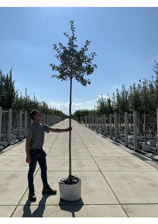 Glanzdorn - Pflaumenblättriger Weißdorn 'Splendens' | Crataegus prunifolia 'Splendens'