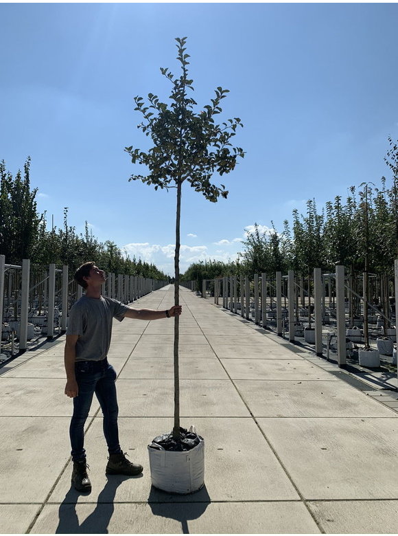 Glanzdorn - Pflaumenblättriger Weißdorn 'Splendens' | Crataegus prunifolia 'Splendens' Glanzdorn - Pflaumenblättriger Weißdorn 'Splendens' | Crataegus prunifolia 'Splendens'