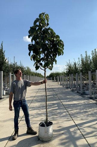 Taschentuchbaum | Davidia involucrata