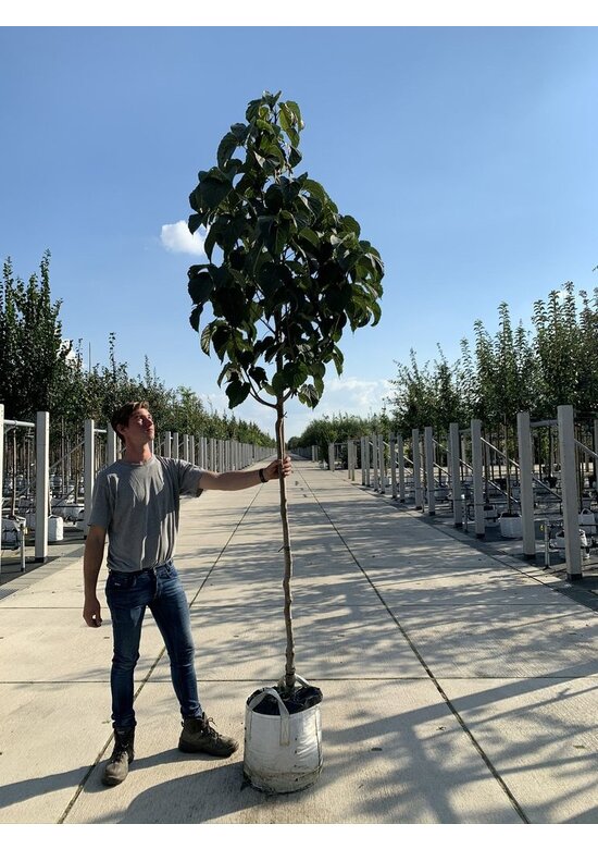 Taschentuchbaum | Davidia involucrata