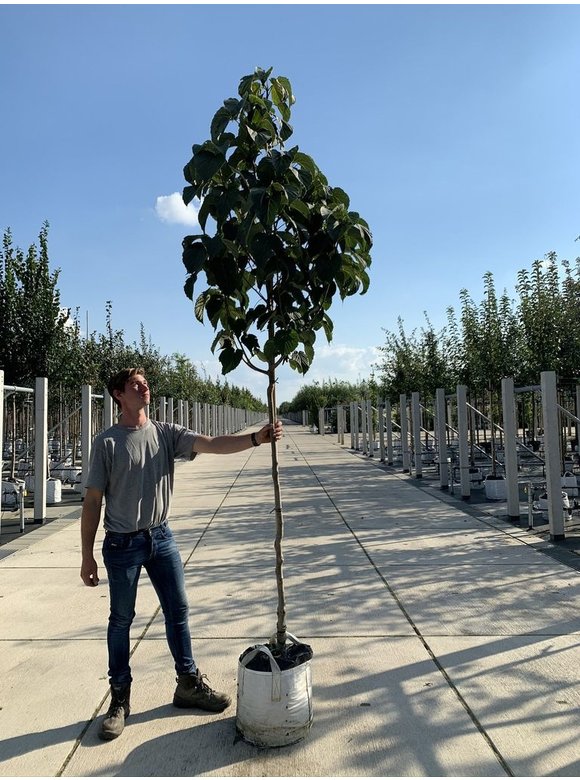 Taschentuchbaum - Taubenbaum | Davidia involucrata Taschentuchbaum - Taubenbaum | Davidia involucrata