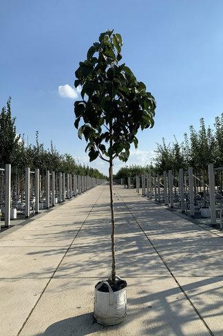 Taschentuchbaum 'Sonoma' | Davidia involucrata 'Sonoma'
