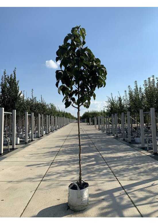 Taschentuchbaum 'Sonoma' | Davidia involucrata 'Sonoma'