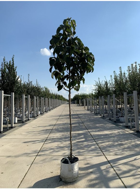 Taschentuchbaum 'Sonoma' | Davidia involucrata 'Sonoma' Taschentuchbaum 'Sonoma' | Davidia involucrata 'Sonoma'
