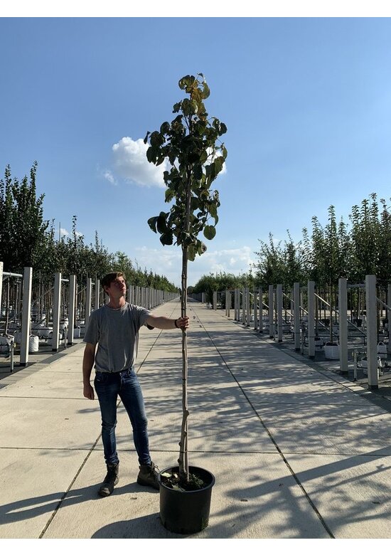 Taschentuchbaum 'Sonoma' | Davidia involucrata 'Sonoma'