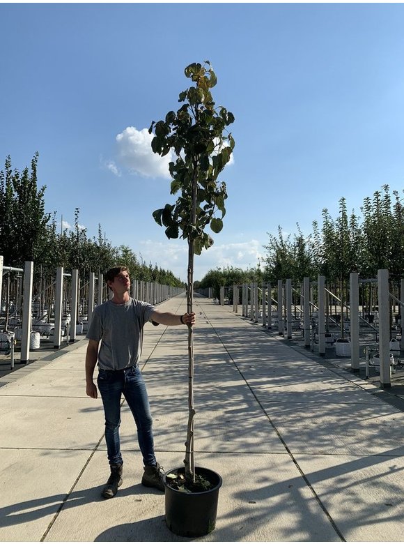 Taschentuchbaum 'Sonoma' | Davidia involucrata 'Sonoma' Taschentuchbaum 'Sonoma' | Davidia involucrata 'Sonoma'
