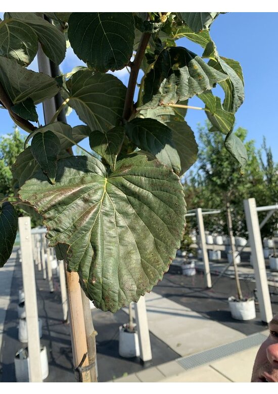 Taschentuchbaum 'Sonoma' | Davidia involucrata 'Sonoma'