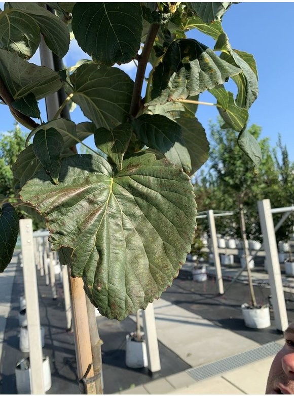 Taschentuchbaum 'Sonoma' | Davidia involucrata 'Sonoma' Taschentuchbaum 'Sonoma' | Davidia involucrata 'Sonoma'