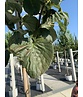 Taschentuchbaum 'Sonoma' | Davidia involucrata 'Sonoma'