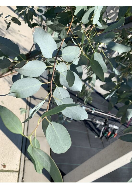 Echter Eukalyptus | Eucalyptus gunnii
