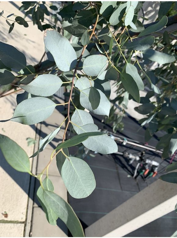 Echter Eukalyptus | Eucalyptus gunnii Echter Eukalyptus | Eucalyptus gunnii