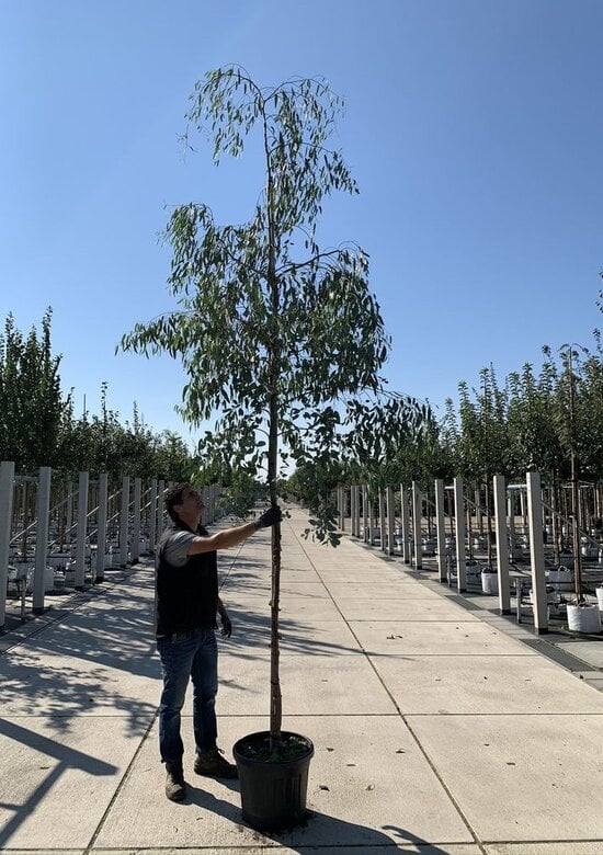 Echter Eukalyptus Kaufen | mit 3 Jahren Garantie
