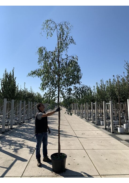 Echter Eukalyptus | Eucalyptus gunnii Echter Eukalyptus | Eucalyptus gunnii