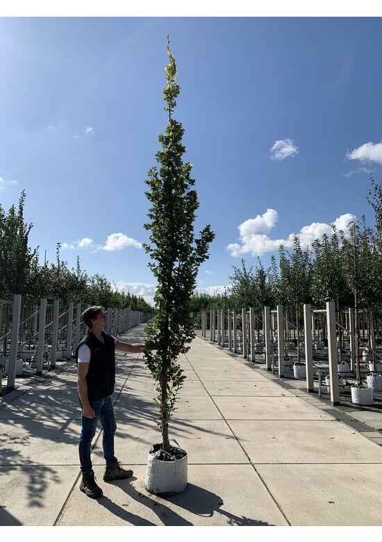 Säulen-Goldbuche 'Dawyck Gold' | Fagus sylvatica 'Dawyck Gold'