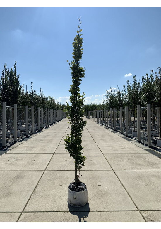 Säulen-Goldbuche 'Dawyck Gold' | Fagus sylvatica 'Dawyck Gold'