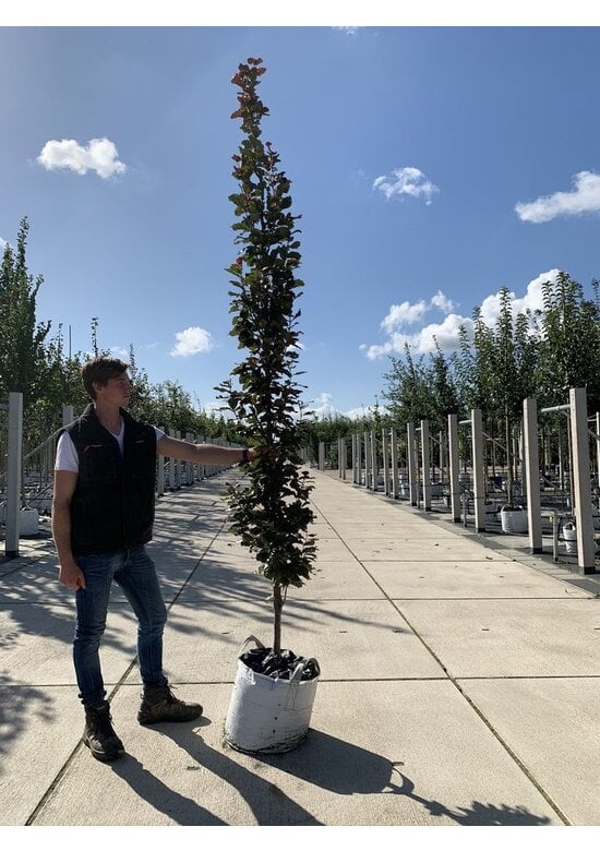 Säulen-Blutbuche 'Dawyck Purple' | Fagus sylvatica 'Dawyck Purple'