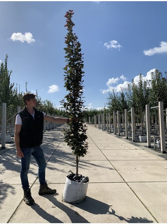 Säulen-Blutbuche 'Dawyck Purple' | Fagus sylvatica 'Dawyck Purple' Säulen-Blutbuche 'Dawyck Purple' | Fagus sylvatica 'Dawyck Purple'