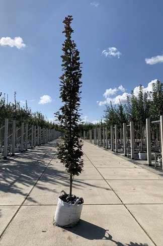 Säulen-Blutbuche 'Dawyck Purple' | Fagus sylvatica 'Dawyck Purple'