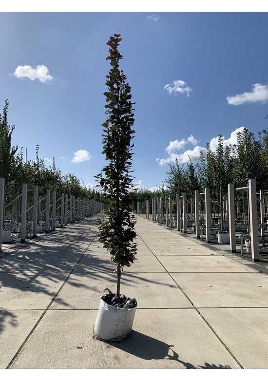 Säulen-Blutbuche 'Dawyck Purple' | Fagus sylvatica 'Dawyck Purple'