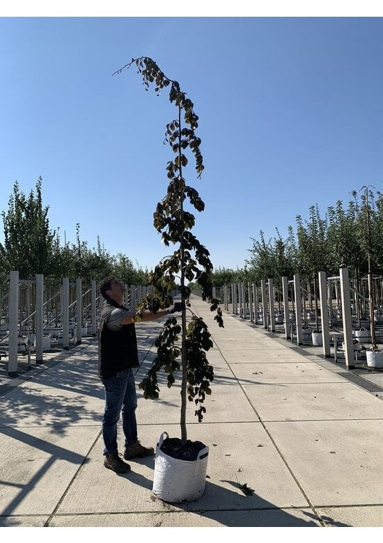 Blutbuche 'Purple Fountain' | Fagus sylvatica 'Purple Fountain'