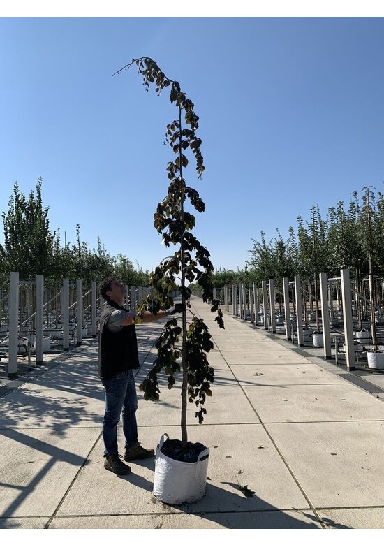 Blutbuche 'Purple Fountain' | Fagus sylvatica 'Purple Fountain'