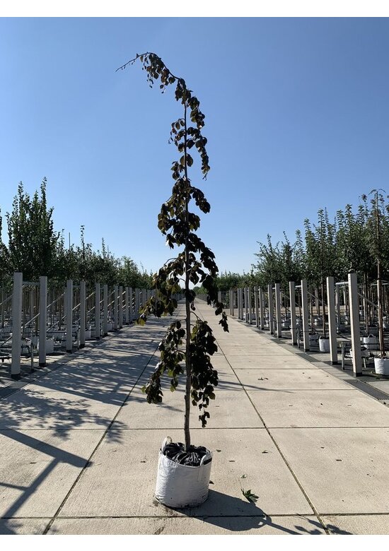 Blutbuche 'Purple Fountain' | Fagus sylvatica 'Purple Fountain'