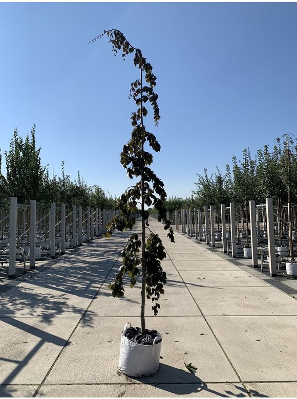Blutbuche 'Purple Fountain' | Fagus sylvatica 'Purple Fountain' Blutbuche 'Purple Fountain' | Fagus sylvatica 'Purple Fountain'