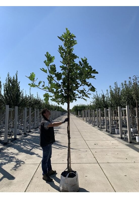 Feigenbaum | Ficus carica