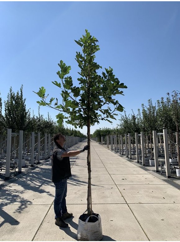 Feigenbaum hochstamm | Ficus Carica Feigenbaum hochstamm | Ficus Carica