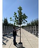 Feigenbaum | Ficus carica