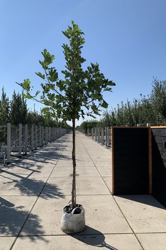 Feigenbaum hochstamm | Ficus Carica 'Brown Turkey' Feigenbaum hochstamm | Ficus Carica 'Brown Turkey'