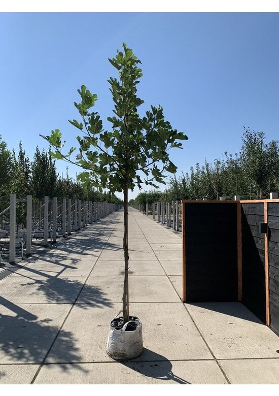 Feigenbaum | Ficus carica